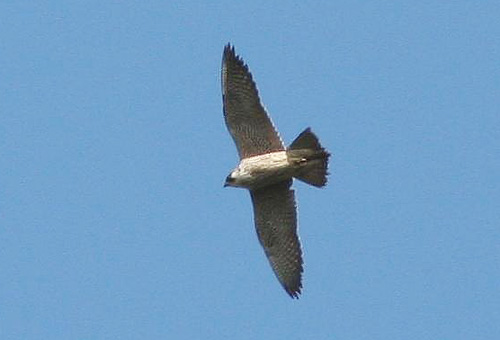 Falco peregrinus 006